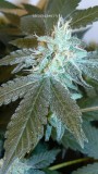 drobes 24 08 22 016