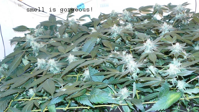 drobes 24 08 22 019