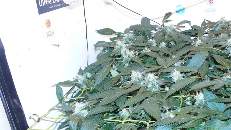 drobes 24 08 22 020