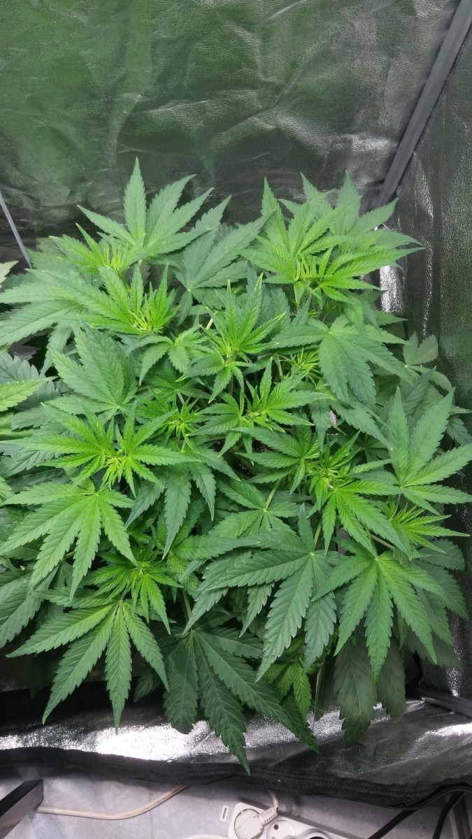 GROW WEEK 4