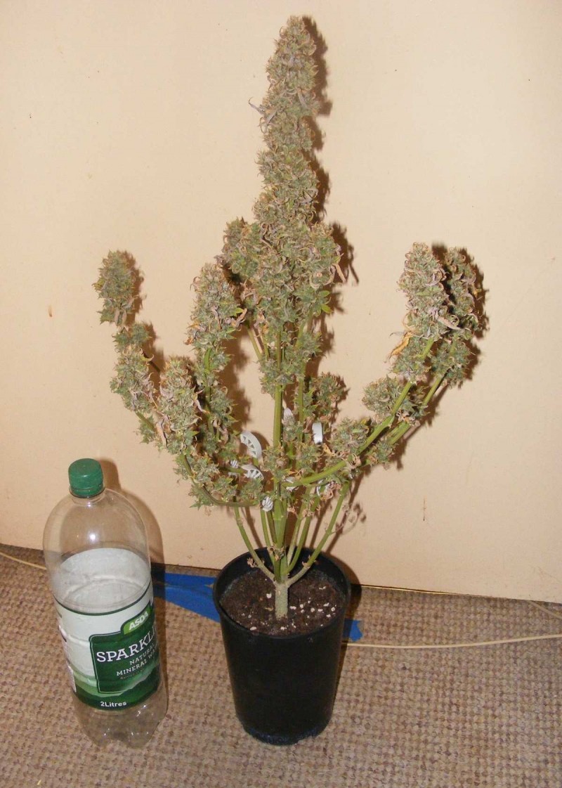 2008_0507mango0002