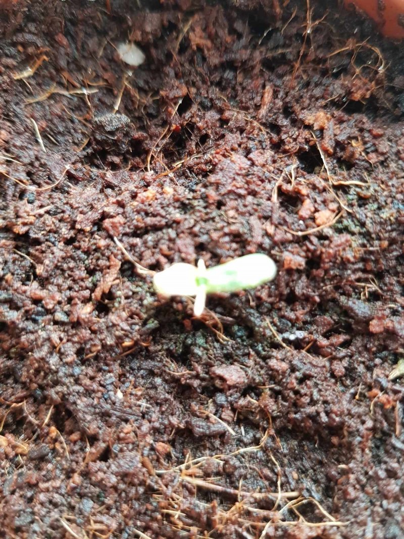 Seedling