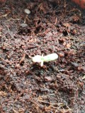 Seedling