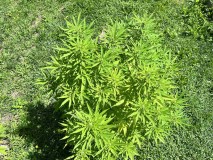 IMG_5040[1]