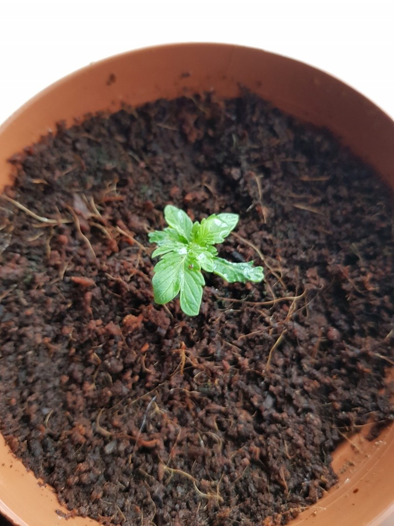 Seedling