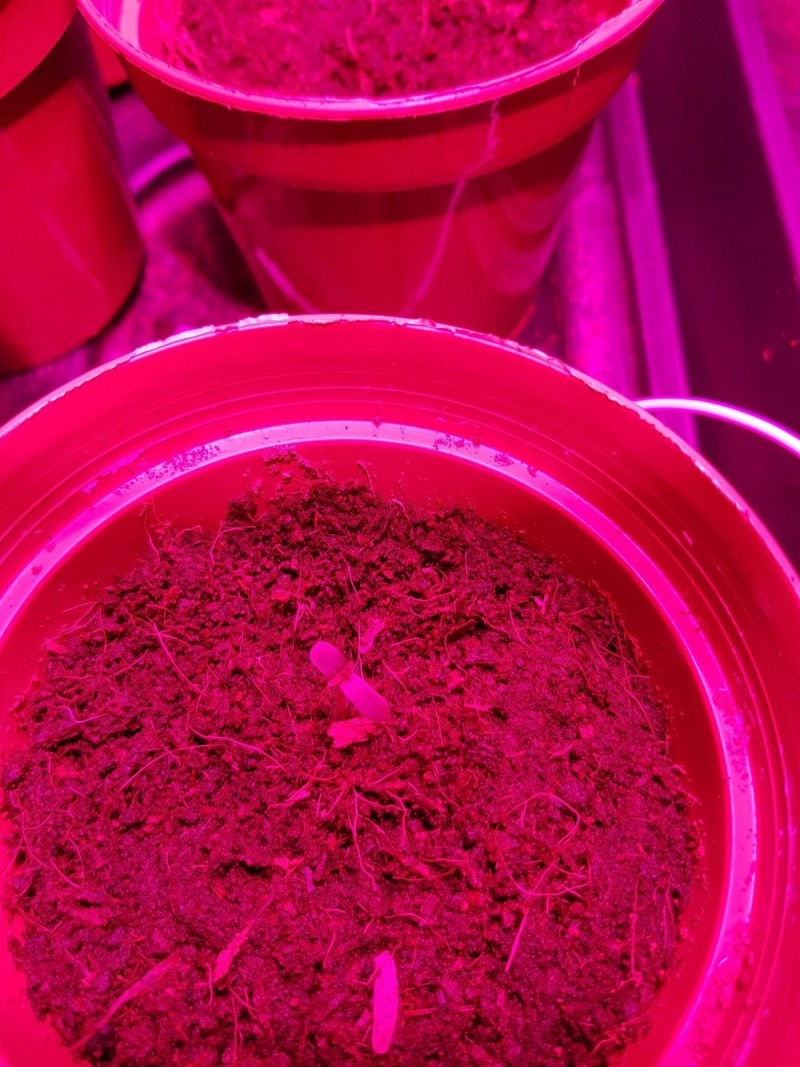 Seedling
