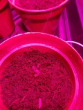 Seedling