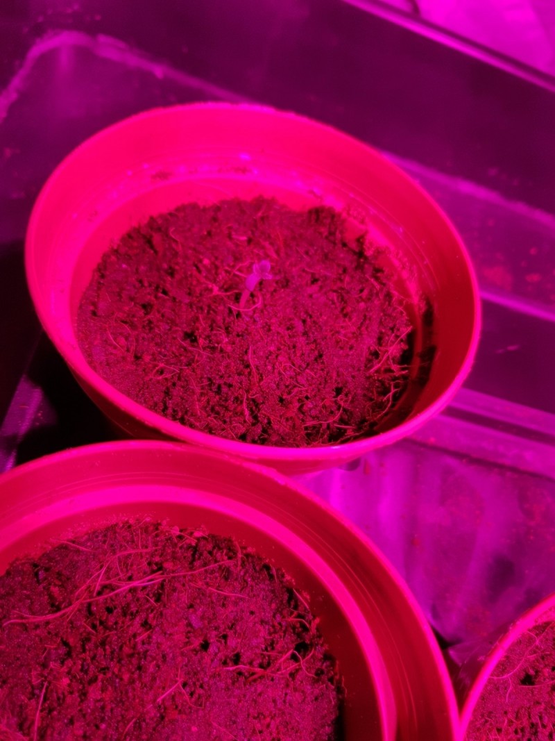 Seedling