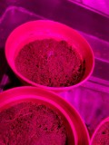 Seedling