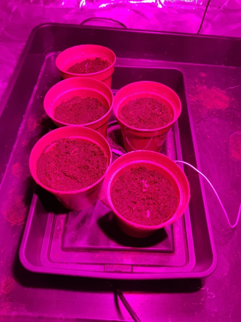 Seedling