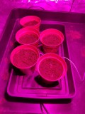 Seedling