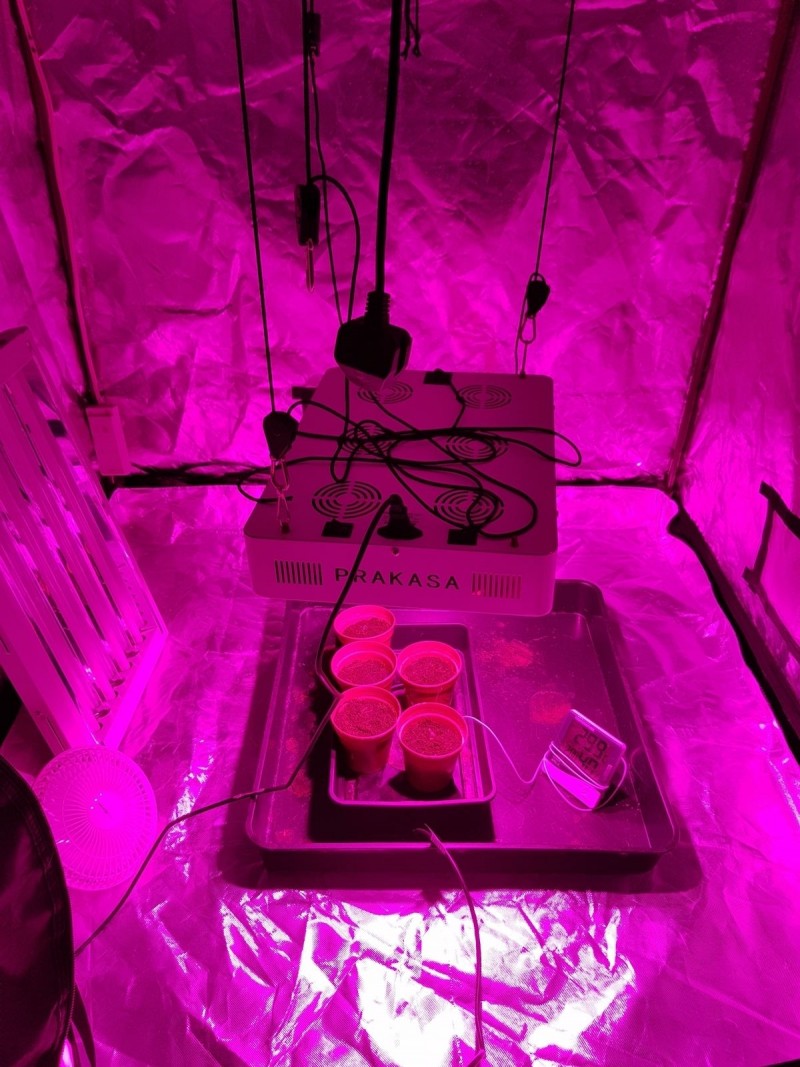 Seedling
