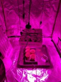 Seedling