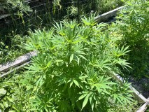 IMG_5050[1]