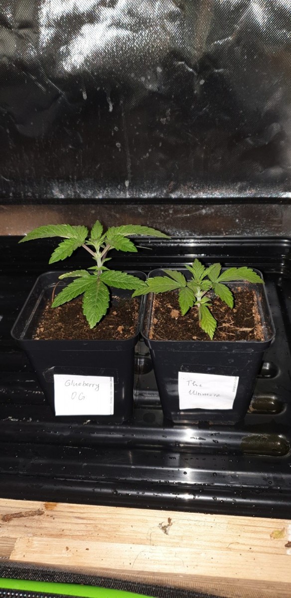 Glueberry O.G and The Ultimate by Dutch Passion