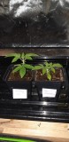 Glueberry O.G and The Ultimate by Dutch Passion