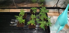 Agent Orange