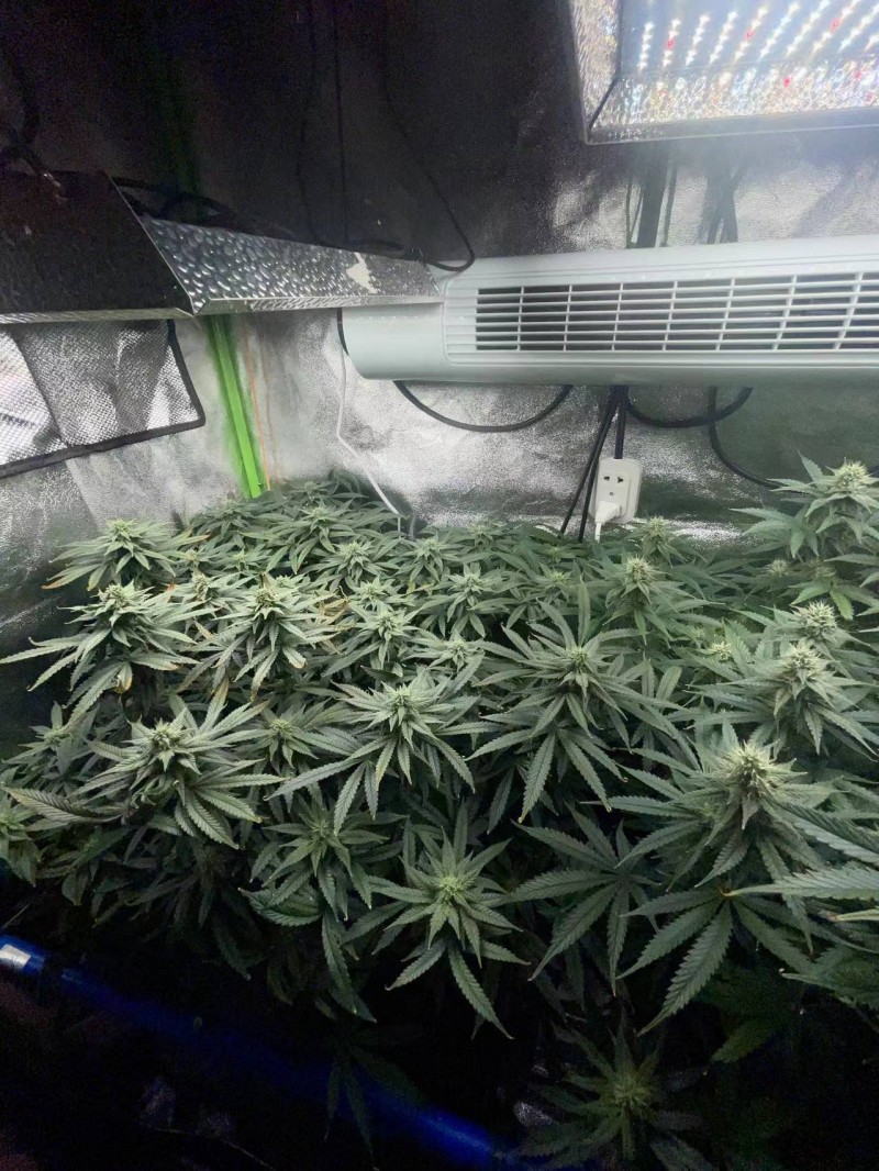 ss babies 22.2