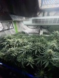 ss babies 22.2