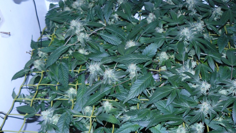 drobes 03 09 22 001