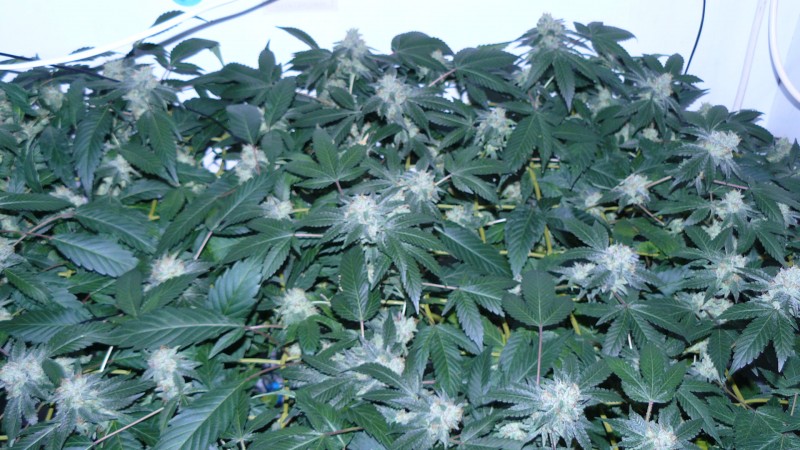 drobes 03 09 22 003
