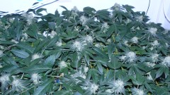 drobes 03 09 22 003