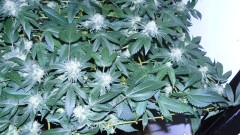 drobes 03 09 22 006