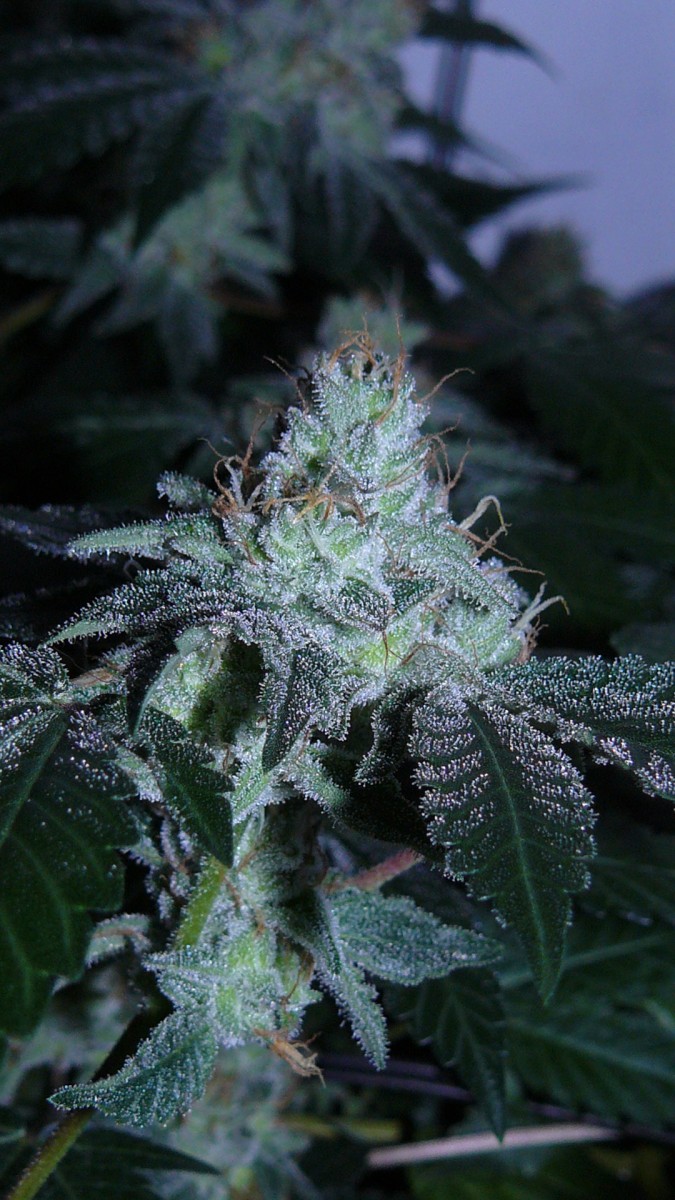 drobes 03 09 22 014