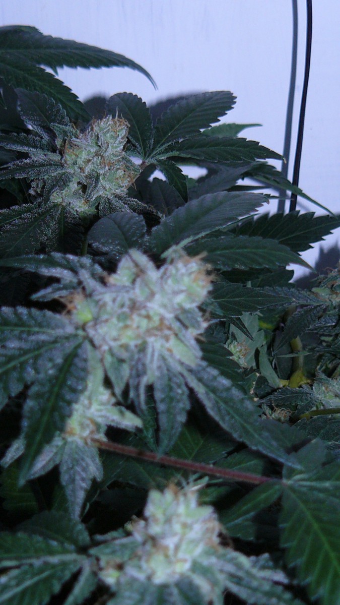 drobes 03 09 22 015