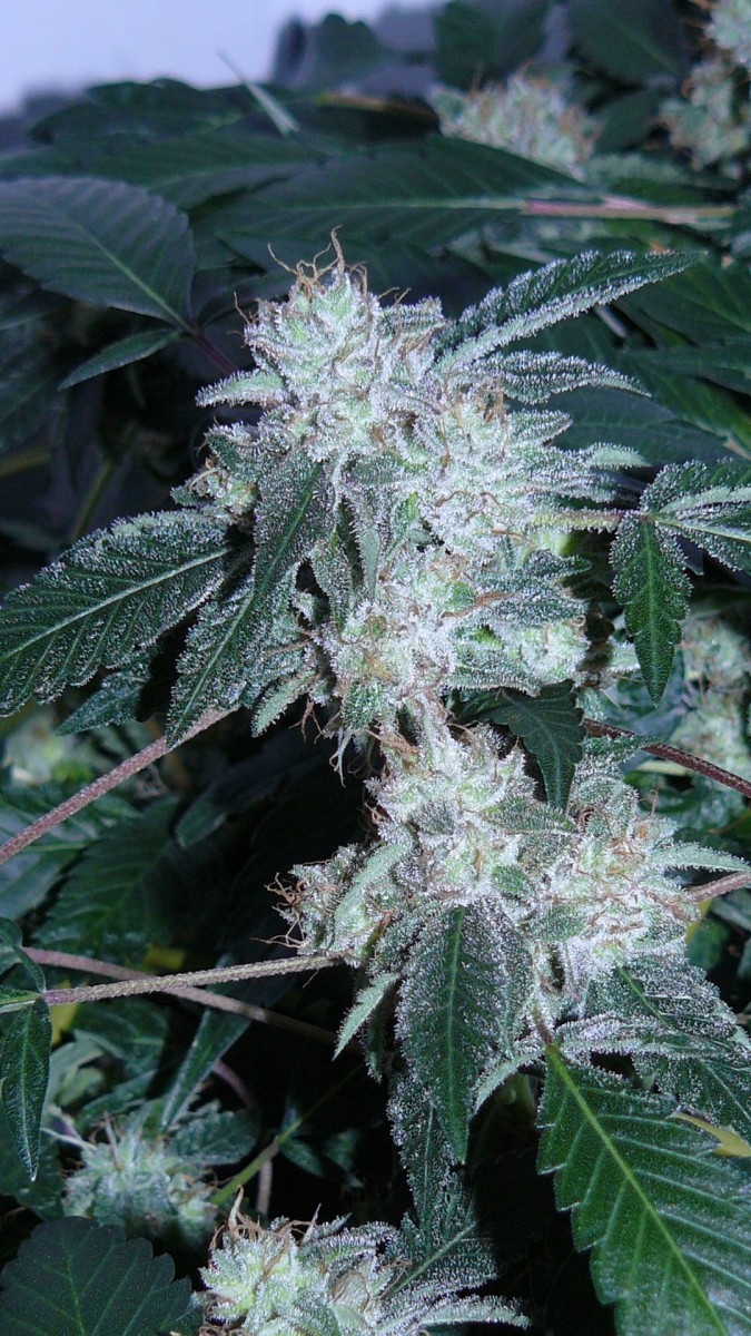 drobes 03 09 22 016