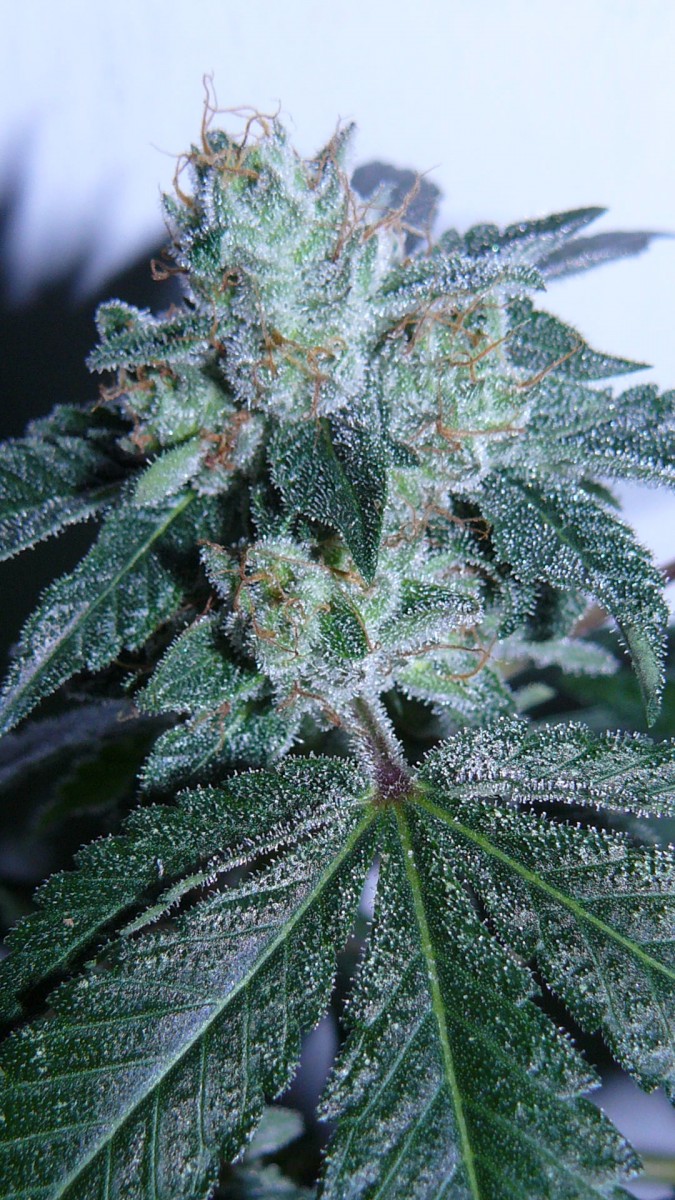 drobes 03 09 22 017