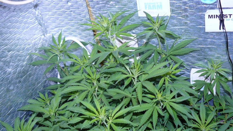 drobes 03 09 22 027