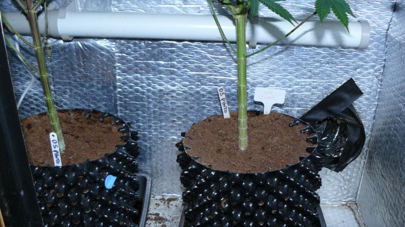 drobes 03 09 22 033