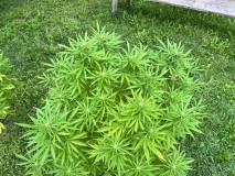 IMG_5097[1]