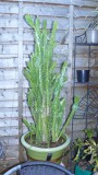 tinas cacti etc 008