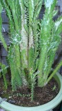 tinas cacti etc 009