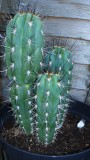 tinas cacti etc 011