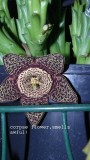 drobes corpse flower 036