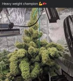 wtf