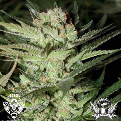 cheese-g13-labs-seeds