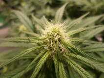 kushfrost