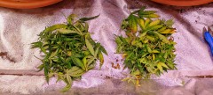 IMG_20220908_204915