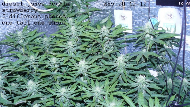 drobes 17 09 22 010