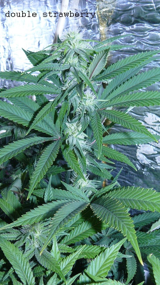 drobes 17 09 22 012