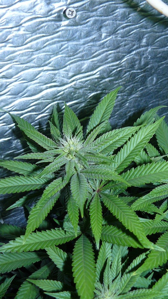 drobes 17 09 22 013