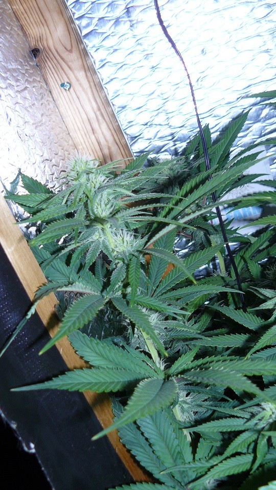 drobes 17 09 22 014