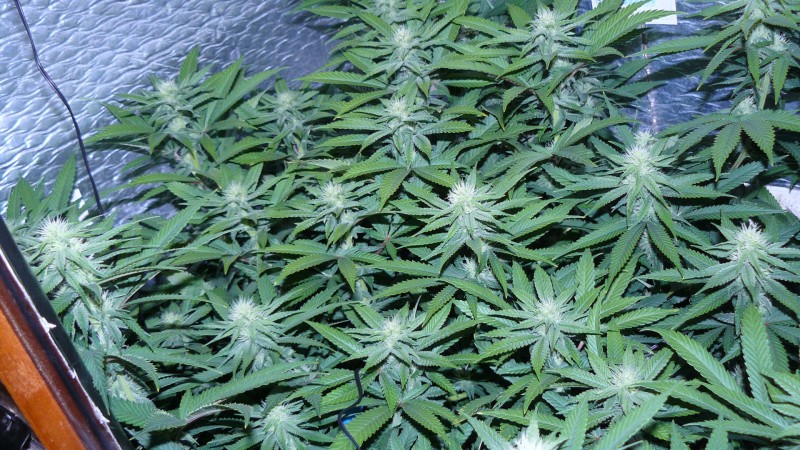 drobes 17 09 22 019