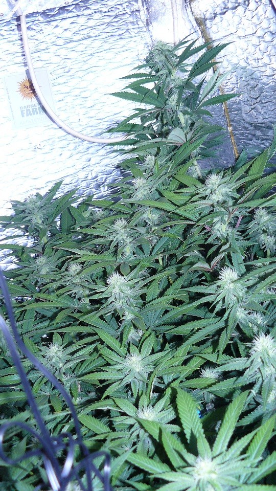 drobes 17 09 22 021
