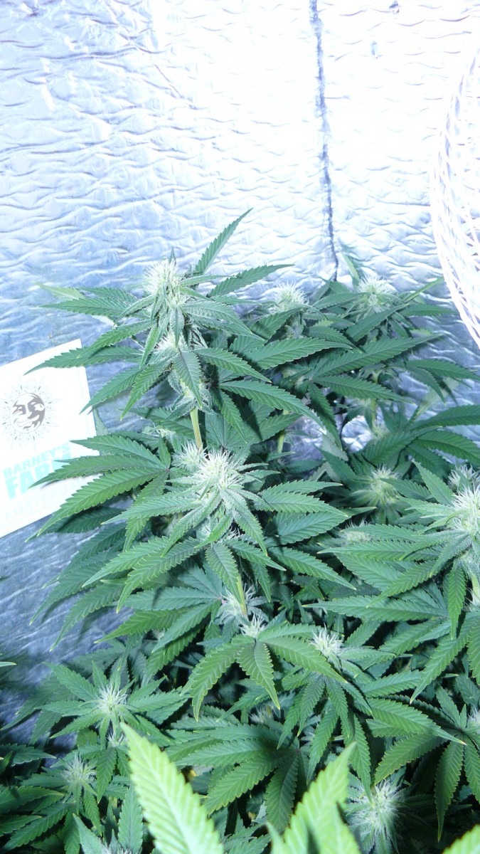 drobes 17 09 22 023