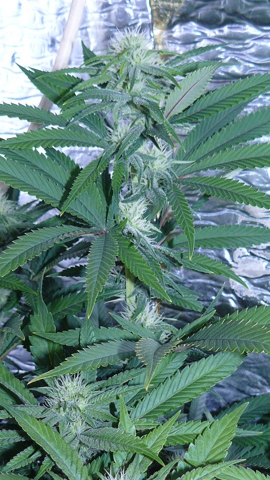 drobes 17 09 22 028